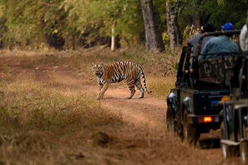 Maharashtra Wild Trail