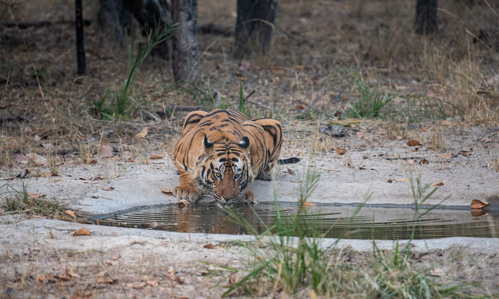 Bandhavgarh National Park