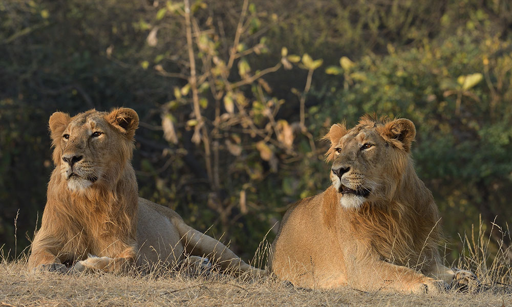 Gir Forest National Park - Gujarat