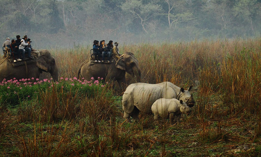 Kaziranga National Park