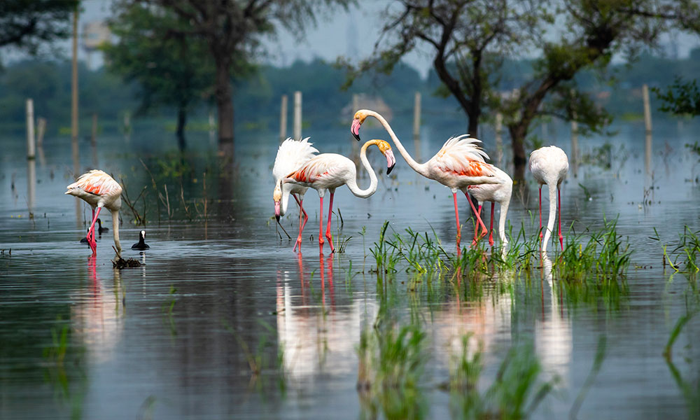 Keoladeo National Park