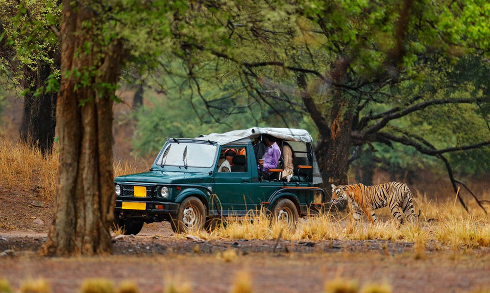 Luxury Wildlife Safari Tours