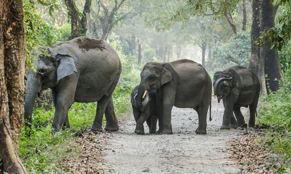 Manas National Park