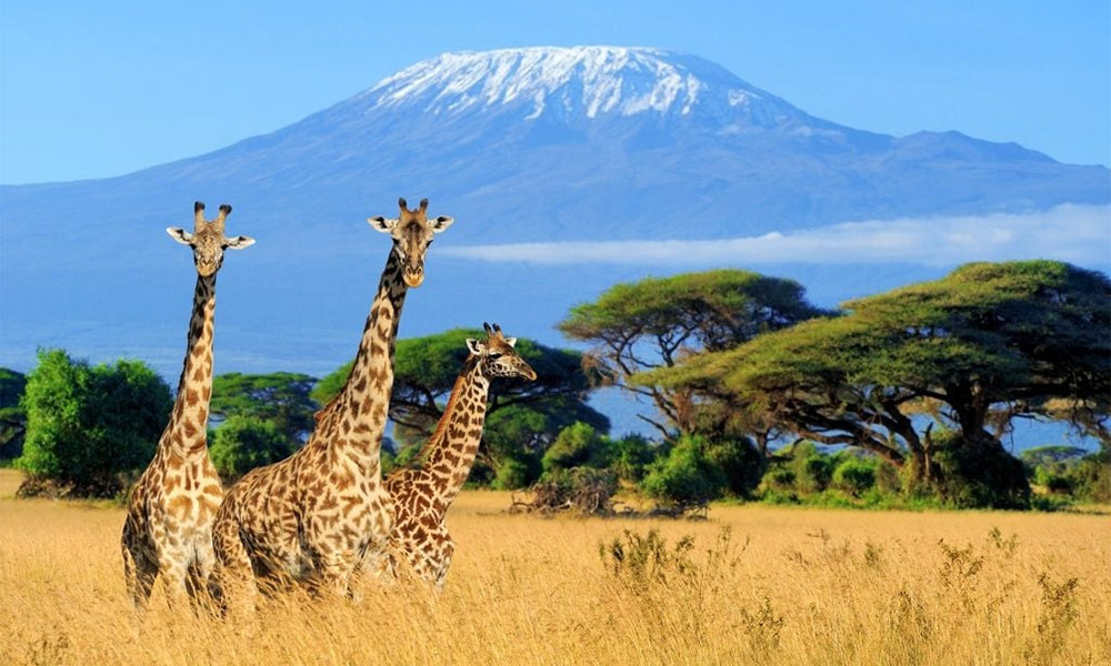 Mt Kilimanjaro