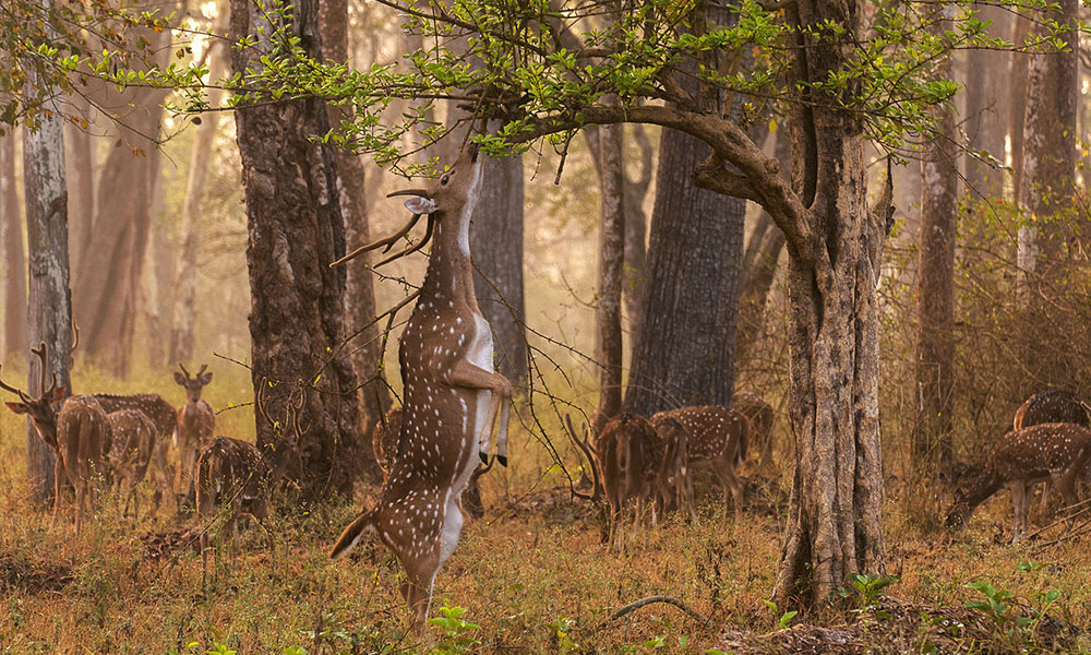 Nagarhole National Park