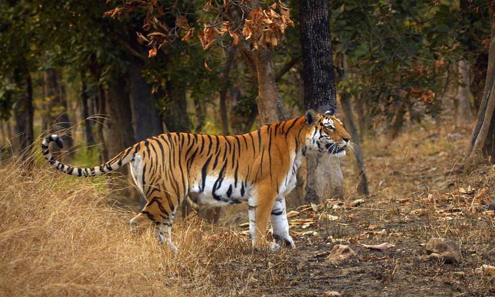 Pench Wildlife Sanctuary - Madhya Pradesh/Maharashtra