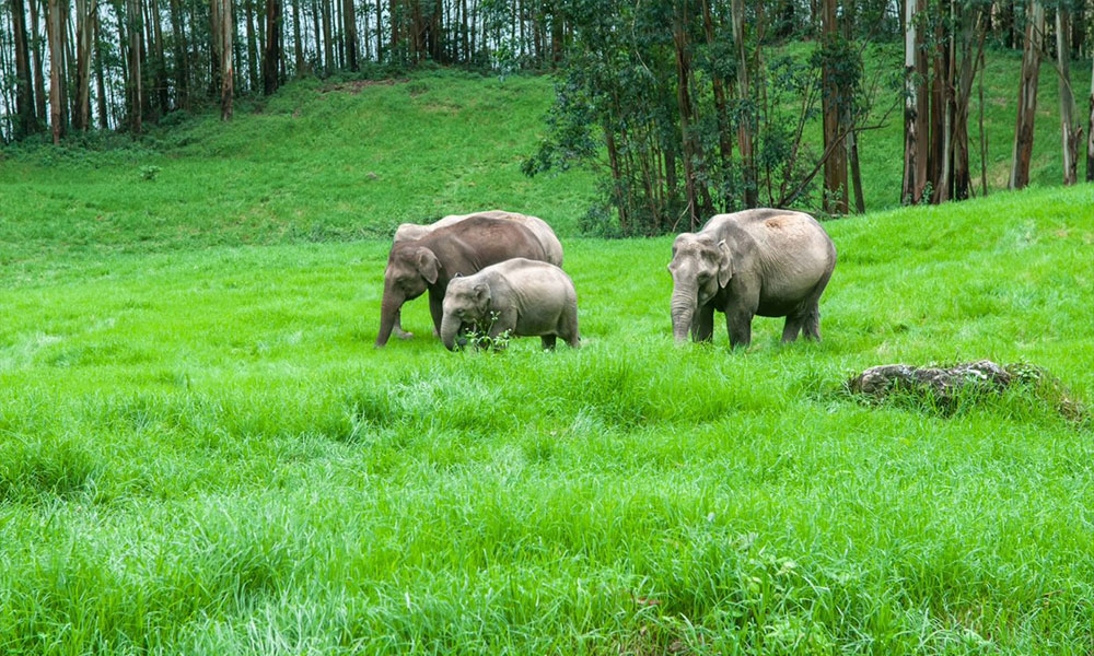 Periyar National Park - Kerala