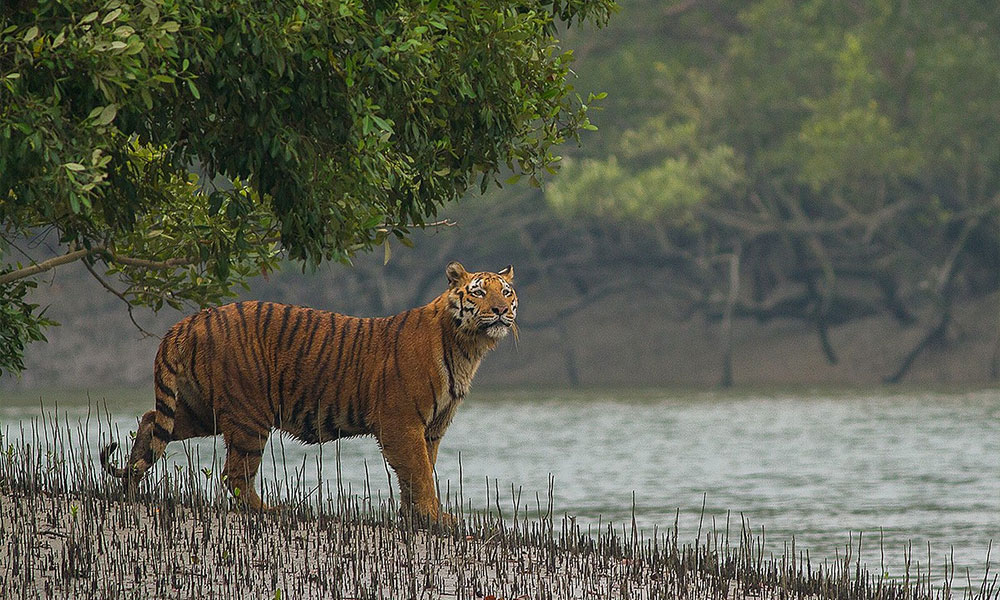 Sunderbans National Park, West Bengal