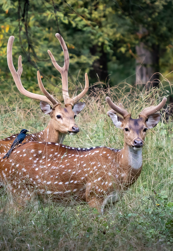 Deer in Indian wildlife reserve
