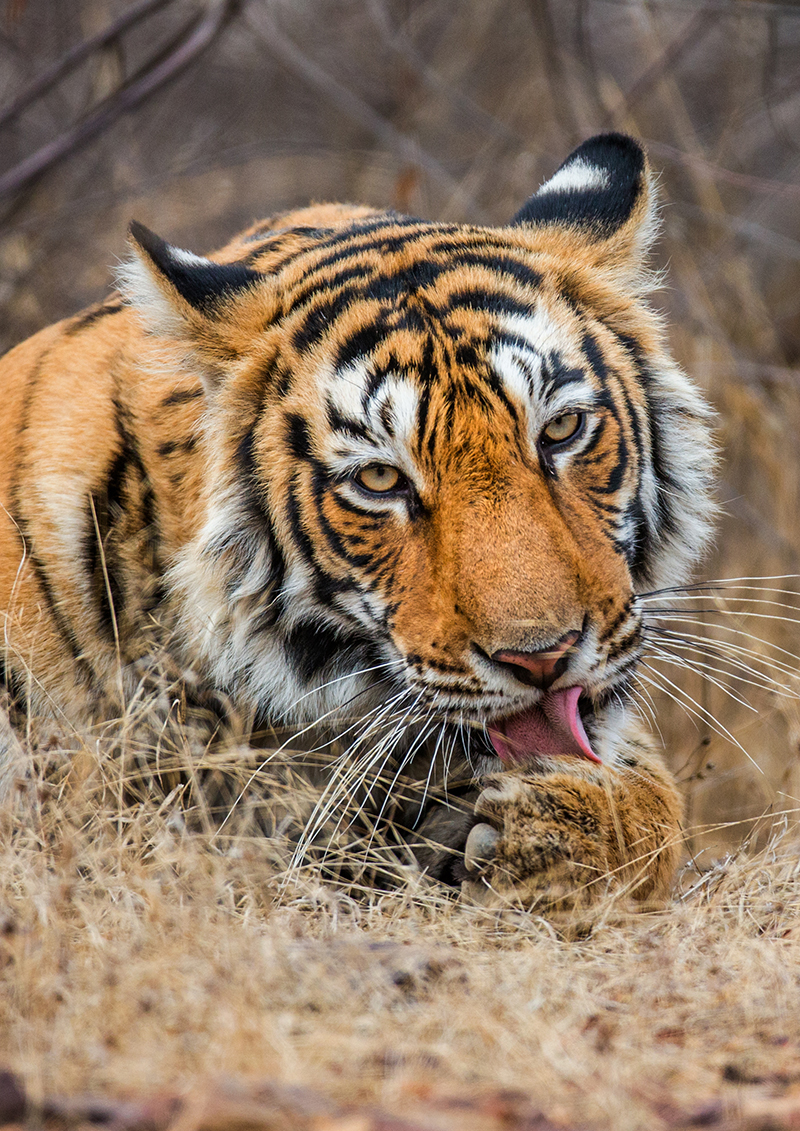 Tiger in Indian wildlife reserve