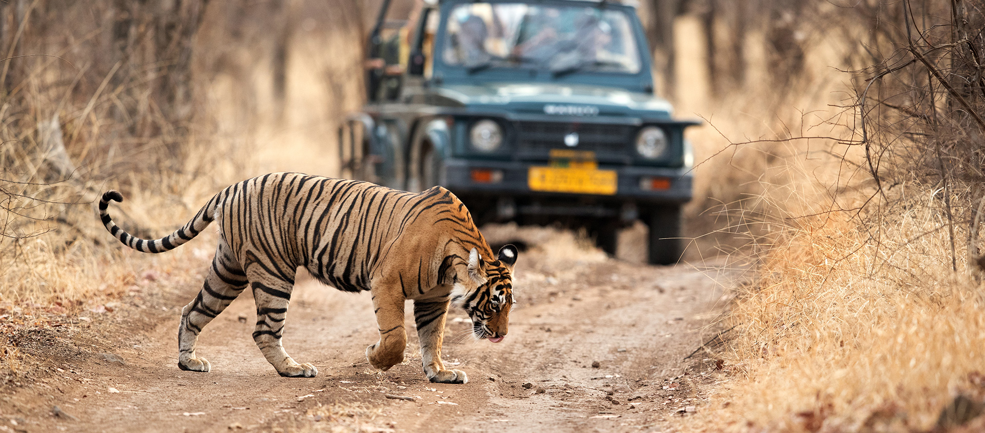 Colourful Rajasthan with Tigers